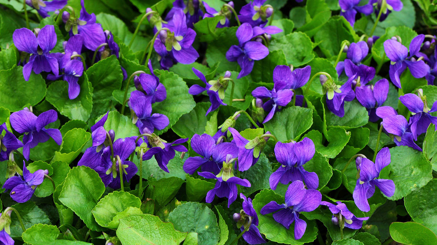 Sweet Violet (Viola odorata) - British Plants - Woodland Trust