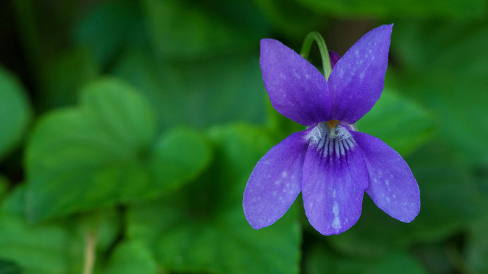 Sweet violet flower