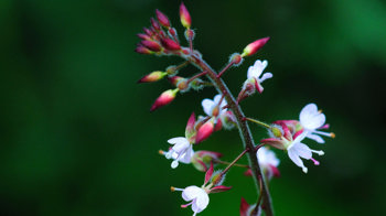 Enchanter's nightshade flowers and seedpods close-up