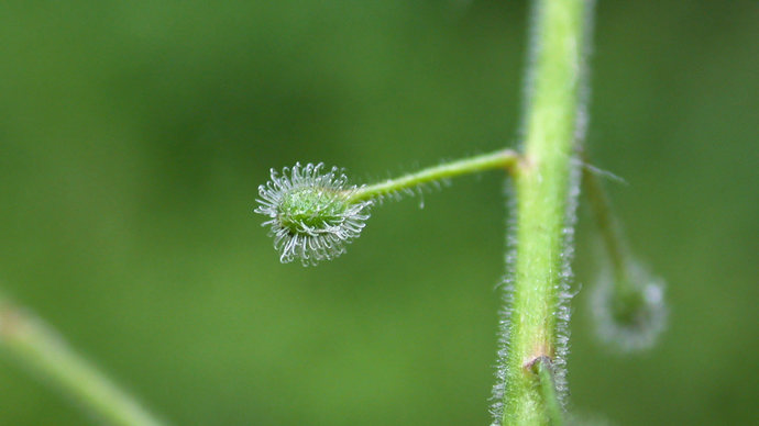 Enchanter's nightshade fruit