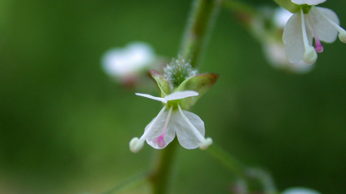 Enchanter's nightshade