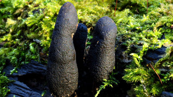 Dead man's fingers Dead man's fingers