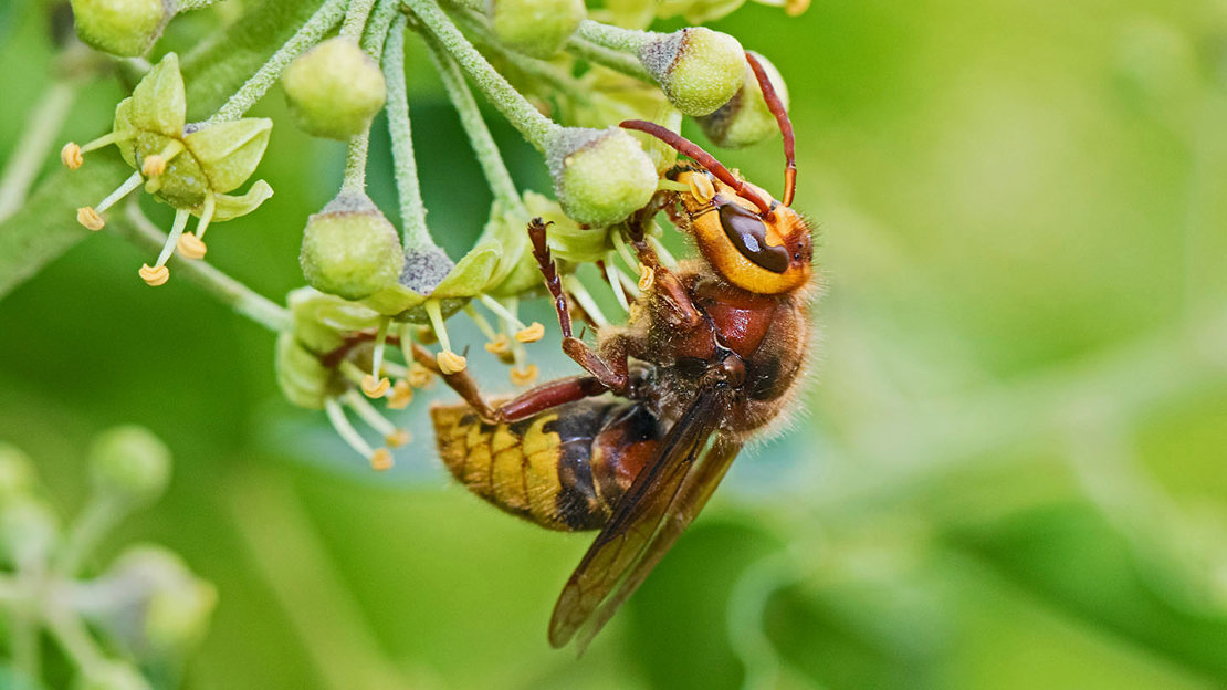 Hornet feeding on bright green ivy blossom