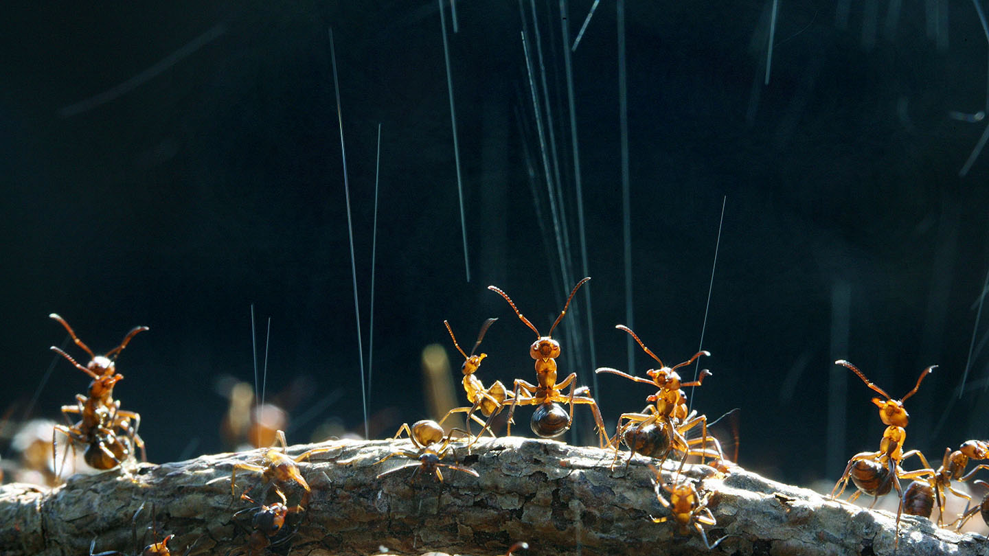 Southern Wood Ant (Formica rufa) - Woodland Trust