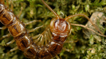 Common centipede close up on moss