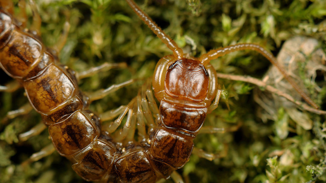 Common centipede close up on moss