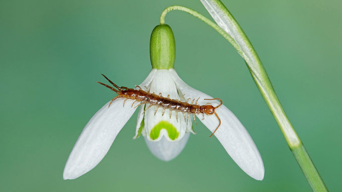 Common centipede on a snowdrop