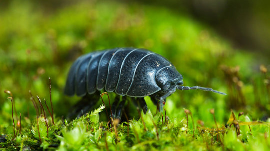 Pill woodlouse close up on moss