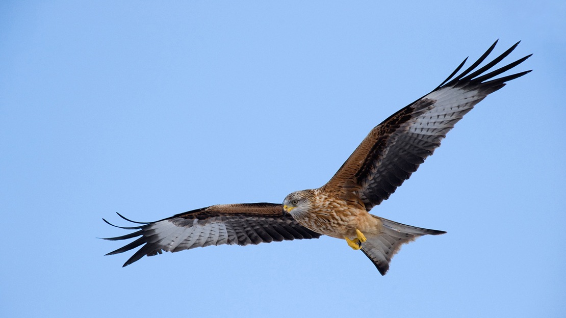 Red kite in flight
