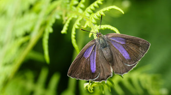 Purple hairstreak perched on bracken