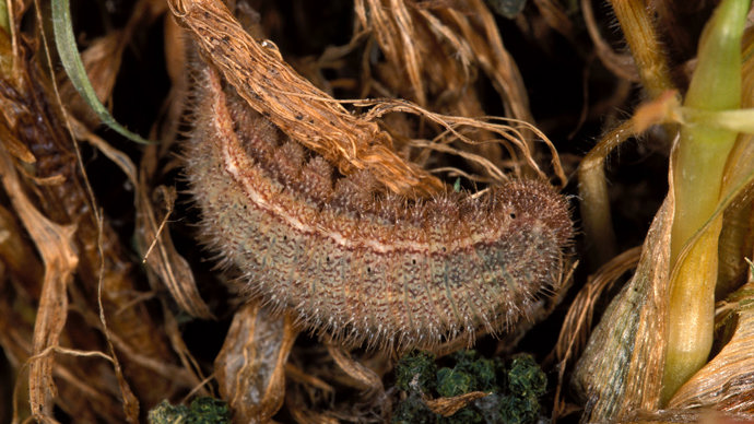 Ringlet caterpillar in undergrowth