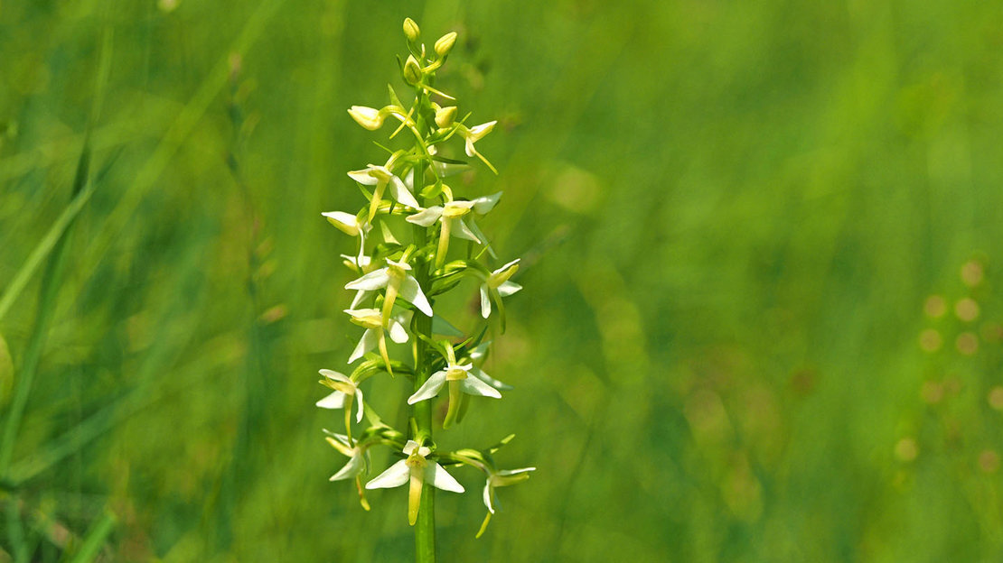 Greater butterfly-orchid close-up against meadow