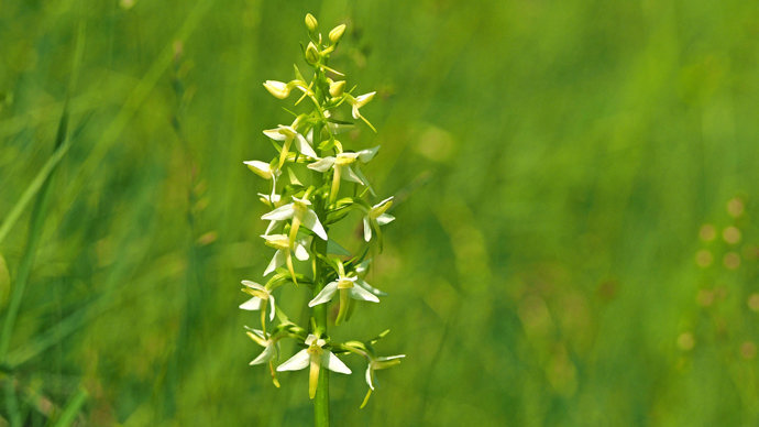 Greater butterfly-orchid close-up against meadow