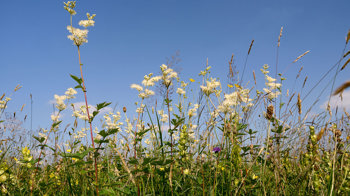 Meadowsweet flowering in hay meadow Meadowsweet flowering in hay meadow