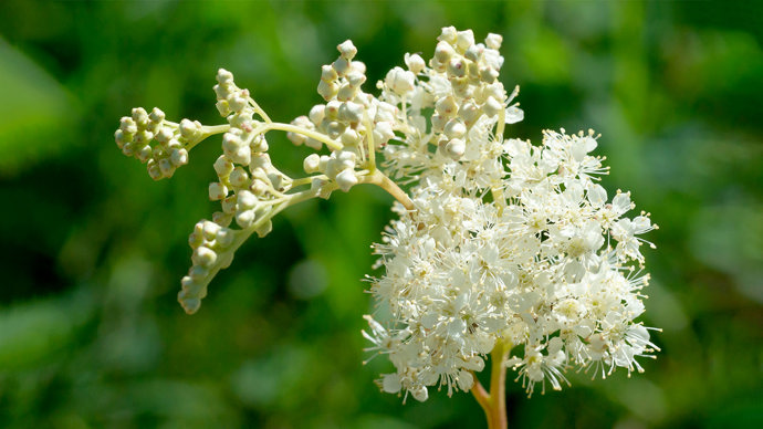 Meadowsweet flowers in bloom