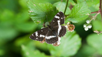 White admiral butterfly on leaves with blossom showing upperwing