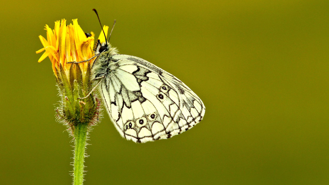 Marbled white butterfly resting on yellow flower