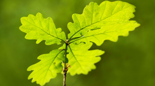 English oak sapling