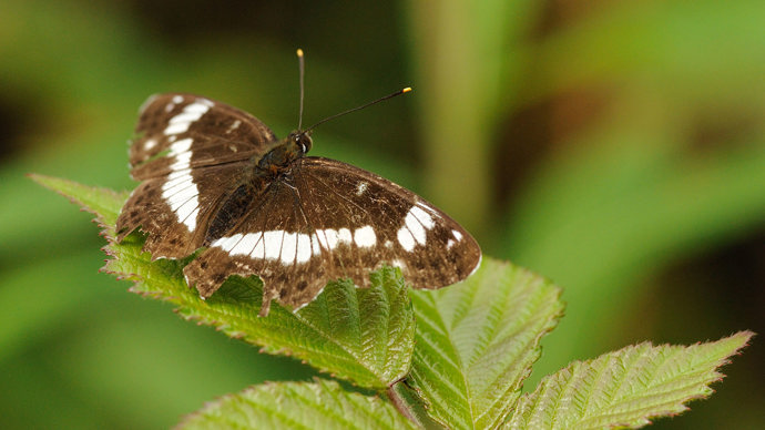 White admiral butterfly perched on leaf showing white markings on upperwing