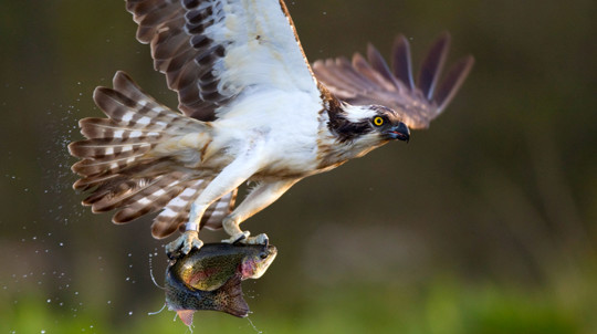 Osprey in flight with trout in talons