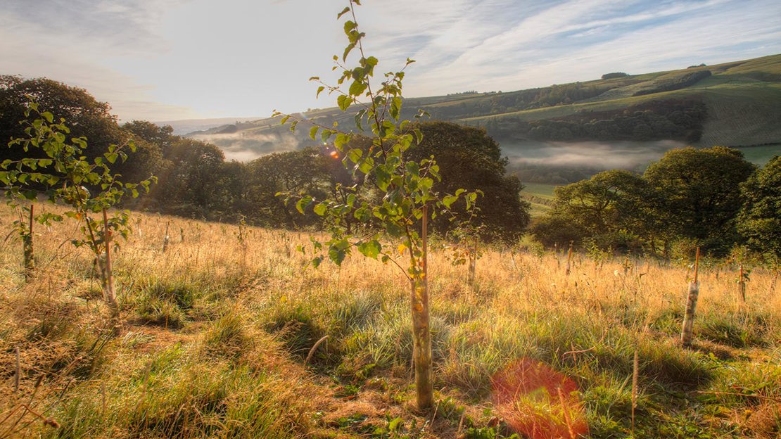 Sapling growing on farmland