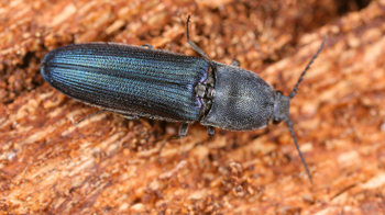 Violet click beetle on bark Violet click beetle on bark
