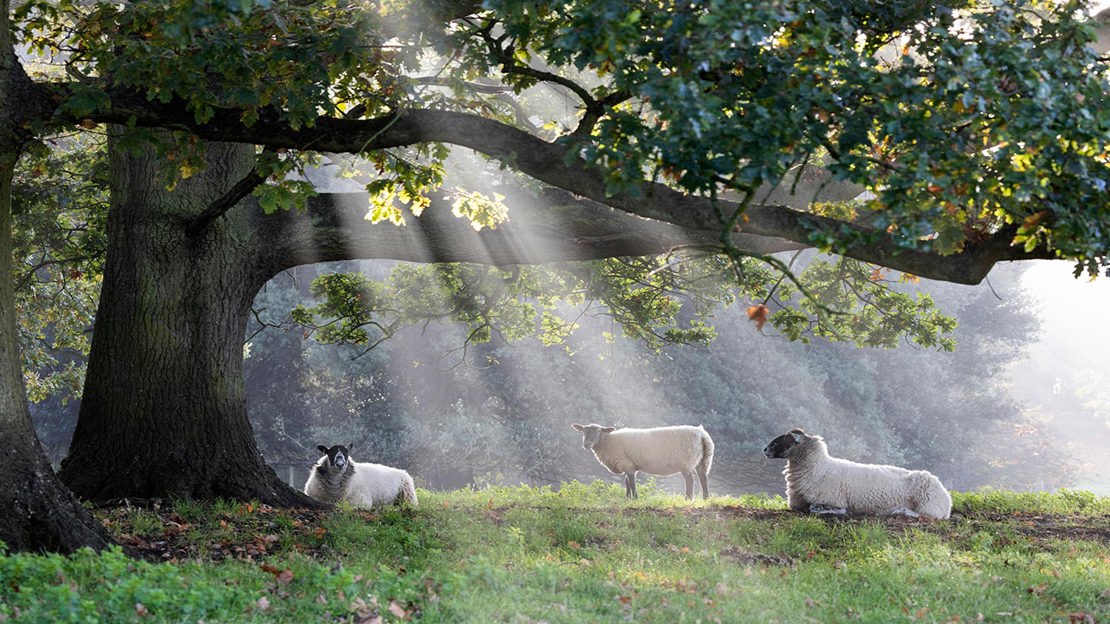 Sheep under tree.
