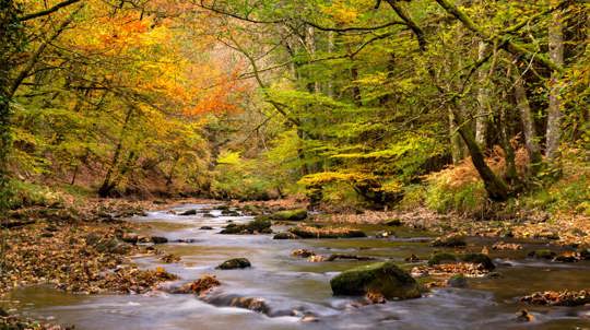 River Teign through Fingle Woods