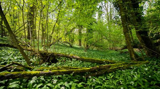Ancient woodland with a carpet of wild garlic at Avoncliff