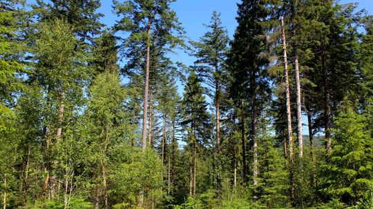 Broadleaved trees are growing among conifers after thinning has taken place