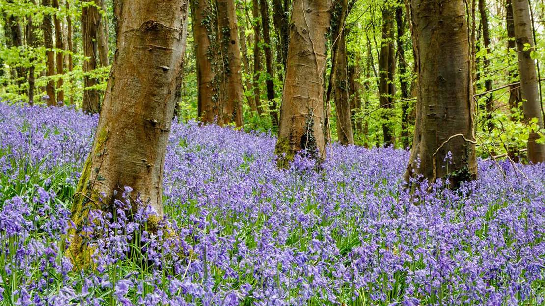 Coed cefn bluebells in spring