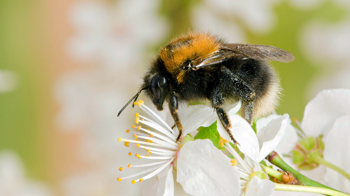 Tree bumblebee collecting pollen on blackthorn blossom Tree bumblebee collecting pollen on blackthorn blossom