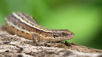 Female common lizard Female common lizard