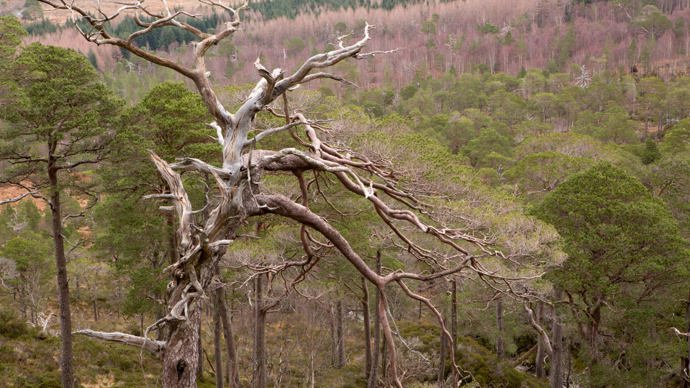 Bleached tree at Loch Arkaig