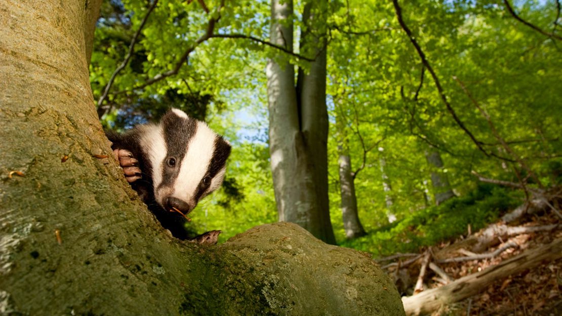 Badger peeking round a tree