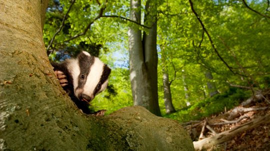 Badger peeking round a tree