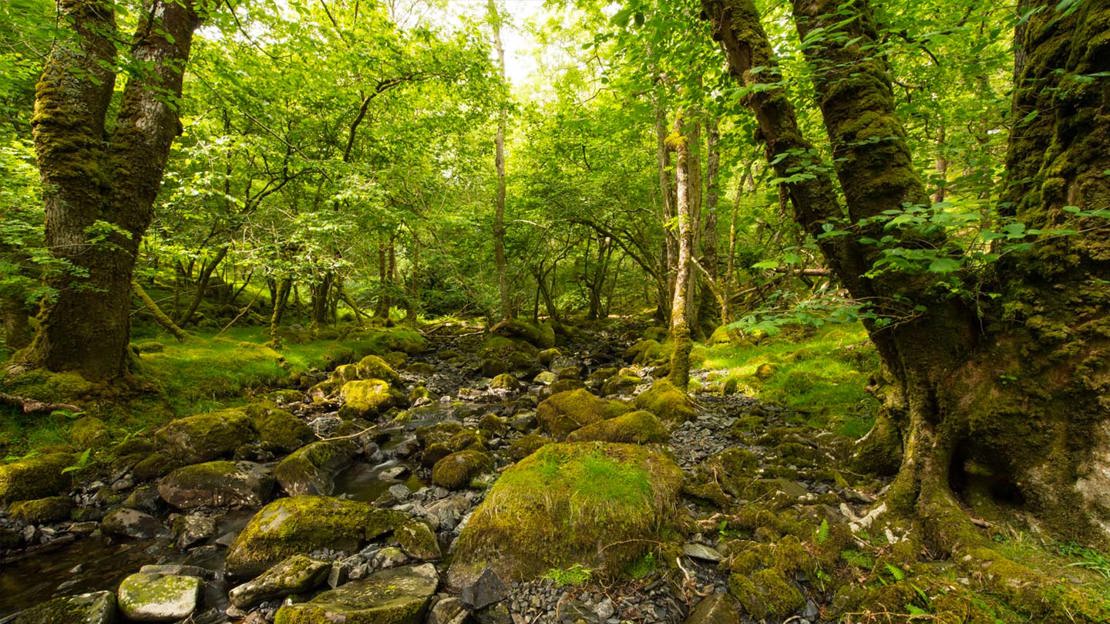 Gnarly, moss covered woodlands with trees lining a rocky stream