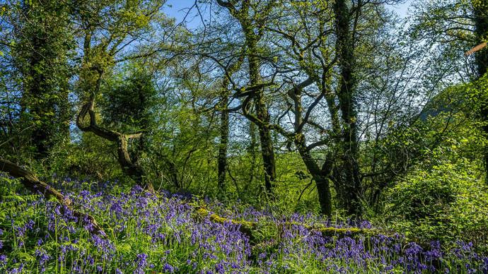 Bluebells in ancient woodland at Avon Valley Woods