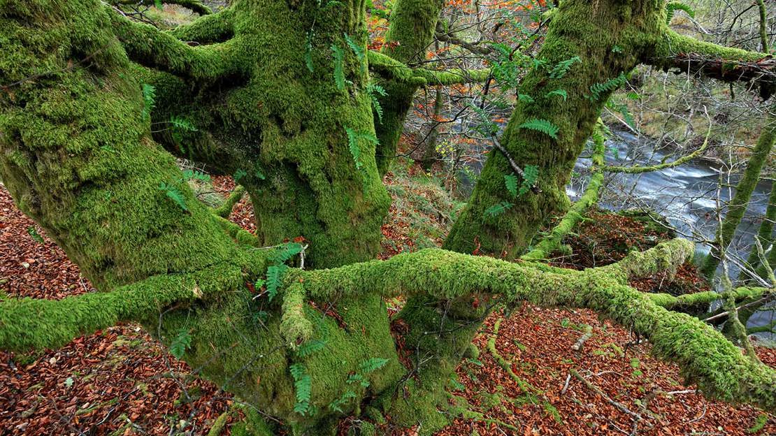 Sessile oak covered in moss at Glen Finglas, Scotland