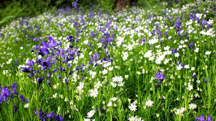 Bluebells and greater stitchwort at Hedley hall