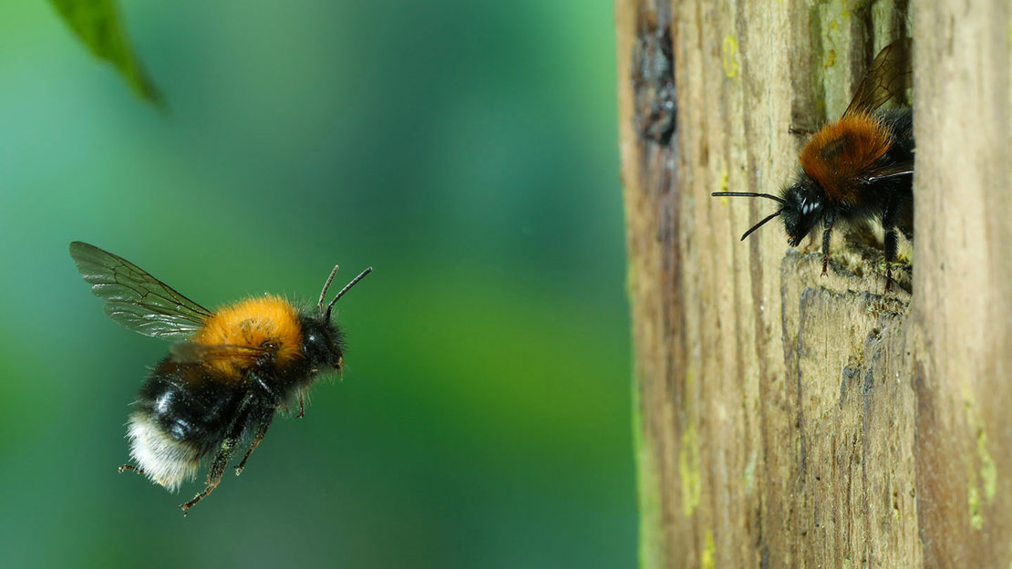 Tree bumblebee worker flying towards hole in wood