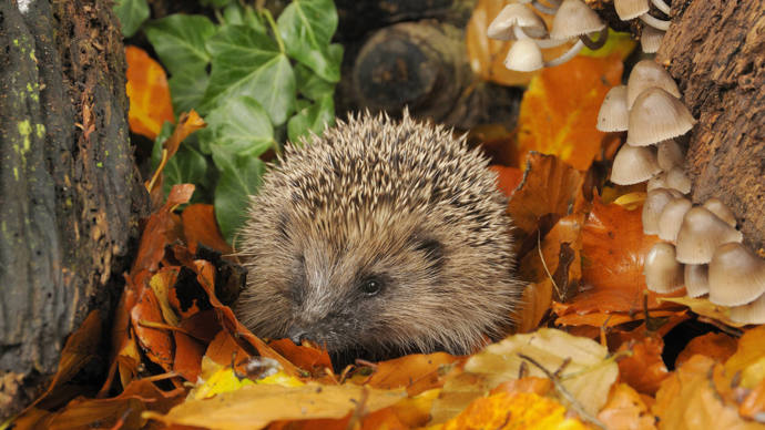 Hedgehog among autumn leaves