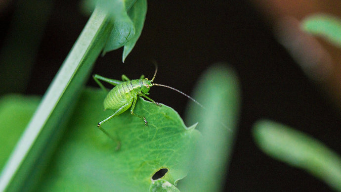 Speckled bush cricket nymph on a leaf against a dark background
