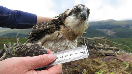 Osprey chick Lachlan being measured and ringed