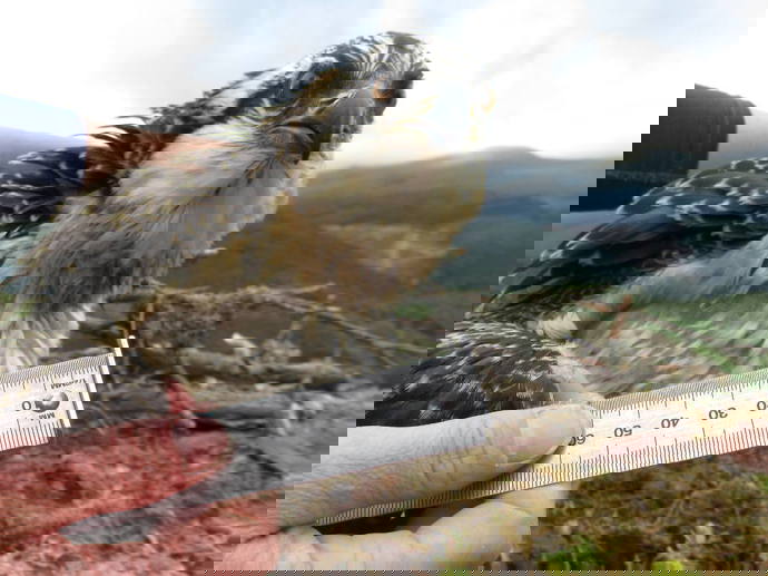 Umbraco.Cms.Infrastructure.PublishedCache.Property