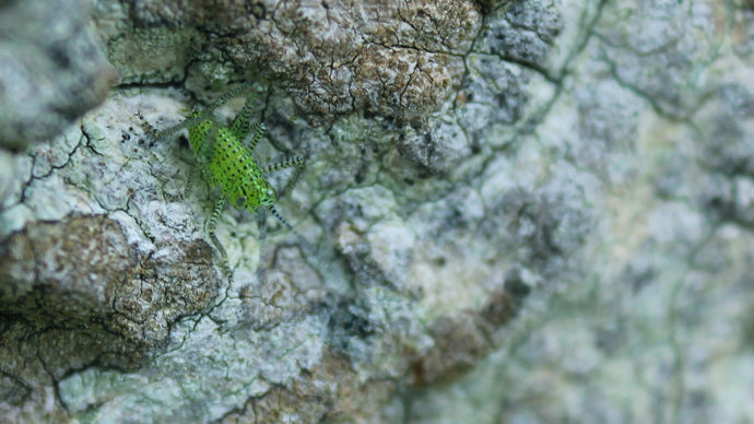 A speckled bush cricket nymph on gnarled bark