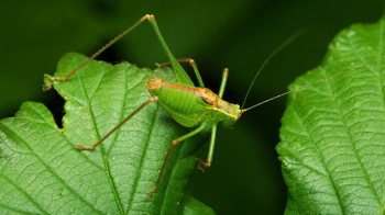 A speckled bush cricket male on bramble leaves