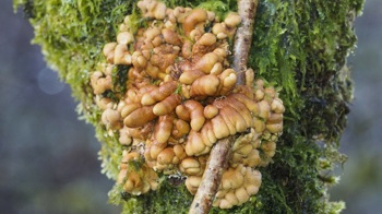 A brown-orange fungus that looks like it has fingers growing on a moss covered tree trunk A brown-orange fungus that looks like it has fingers growing on a moss covered tree trunk