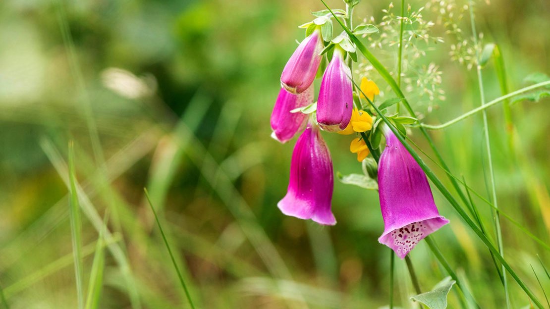 Foxgloves close up in Ausewell wood