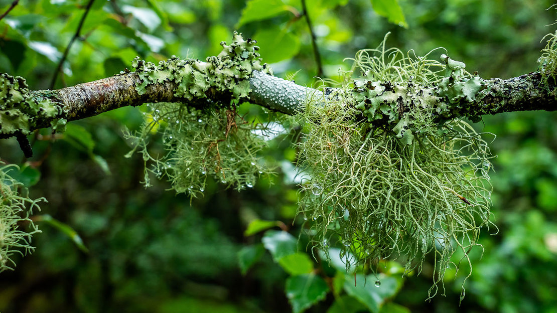 Lichen hanging from a small branch